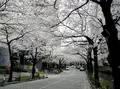 アークヒルズの写真_171386