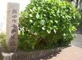 織田作之助来遊の地の写真_176975