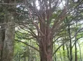 上高地の写真_205349