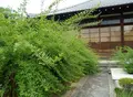 常林寺の写真_432035