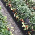 六いちご園の写真_72360
