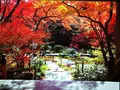 宝筐院の写真_158954