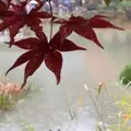 浄瑠璃寺の写真_123771