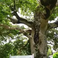 乙訓寺の写真_78648