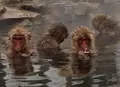 地獄谷野猿公苑の写真_126247
