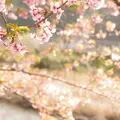 河津川の写真_67010