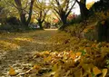 一乗寺の写真_24889