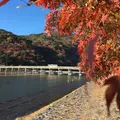 渡月橋の写真_158956