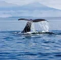 矢越クルーズ(矢越海岸アドベンチャーズのりば)の写真_73707