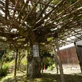 巌金山宝厳寺の写真_133892