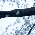 大宮公園の写真_27247