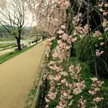 半木の道の写真_170187