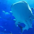 沖縄美ら海水族館の写真_208465