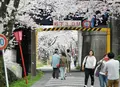 墨俣桜堤防の写真_27051