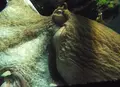 鶴岡市立加茂水族館（クラゲドリーム館）の写真_46898
