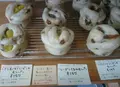 こせちゃの写真_69895