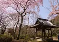 勝持寺の写真_78615