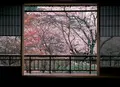 円山公園の写真_130280
