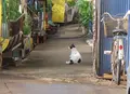 厳原町今屋敷の写真_188208