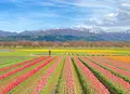 あさひ舟川「春の四重奏」の写真_910531