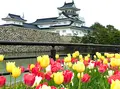 富山城址公園の写真_910589
