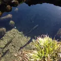 白川郷合掌造りの写真_17373