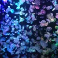 鶴岡市立加茂水族館（クラゲドリーム館）の写真_40965