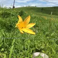 車山高原のニッコウキスゲの写真_140631