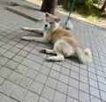 秋田犬見学所の写真_1617802