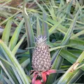 おきなわワールド　文化王国・玉泉洞の写真_109633