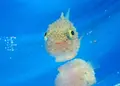 越前松島水族館の写真_19228