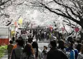 墨俣桜まつりの写真_24888