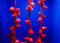 浅虫水族館の写真_25365