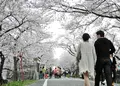 墨俣桜まつりの写真_27042