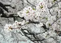 墨俣桜堤防の写真_27043