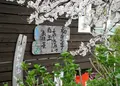 墨俣桜まつりの写真_27044