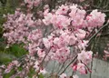 墨俣桜まつりの写真_27045