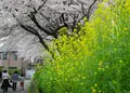 墨俣桜まつりの写真_27049