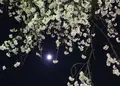 墨俣桜まつりの写真_27068