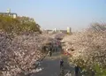 毛馬桜之宮公園の写真_27100