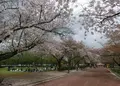 万博記念公園の写真_28274