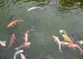 日本庭園 万博公園の写真_28280