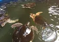 道の駅紀宝町ウミガメ公園の写真_28355