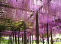 白井大町藤公園の写真_30051