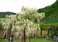 白井大町藤公園の写真_30092