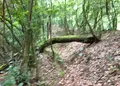 銀閣寺道（バス）の写真_30280