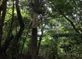 銀閣寺道（バス）の写真_30434