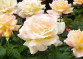 薔薇の名所の写真_32661