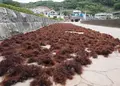 堂ケ島天窓洞の写真_33358