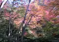 明治の森箕面国定公園の写真_35054